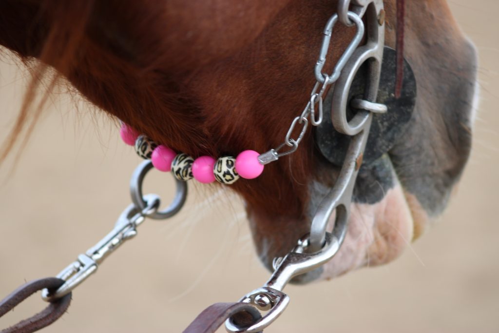 Horse using a curb chain